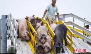 奥运跳水跳台最高高度 奥运跳水跳台最高高度