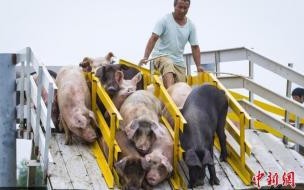 奥运跳台最高高度 奥运跳水跳台最高高度